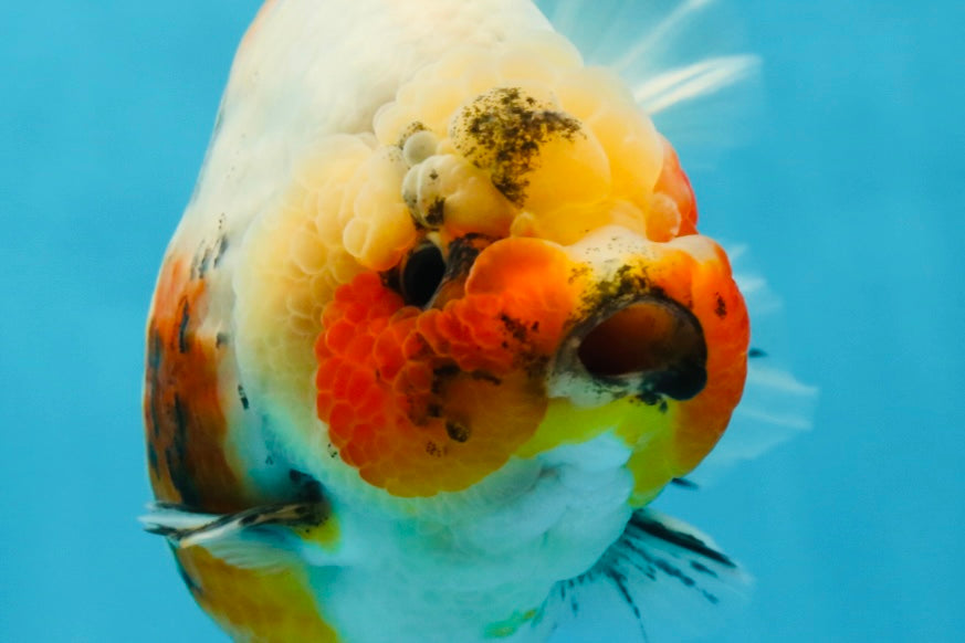 AAA Grade Big Body Godzilla Ink Calico Yuanbao Female 6 inches #051625YB_12