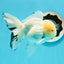 AAA Grade Lemonhead Snow White Oranda Male 5 inches #0510OR_07