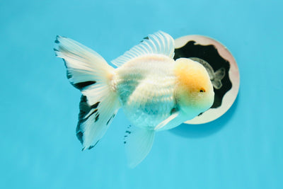 AAA Grade Lemonhead Snow White Oranda Male 5 inches #0510OR_07