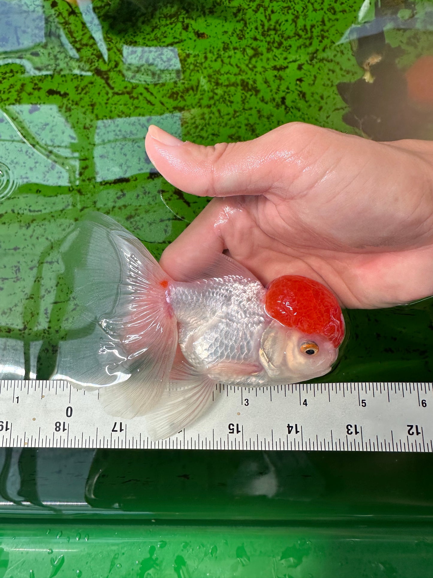 Red Cap Oranda Male 4.5 inches #0920OR_22