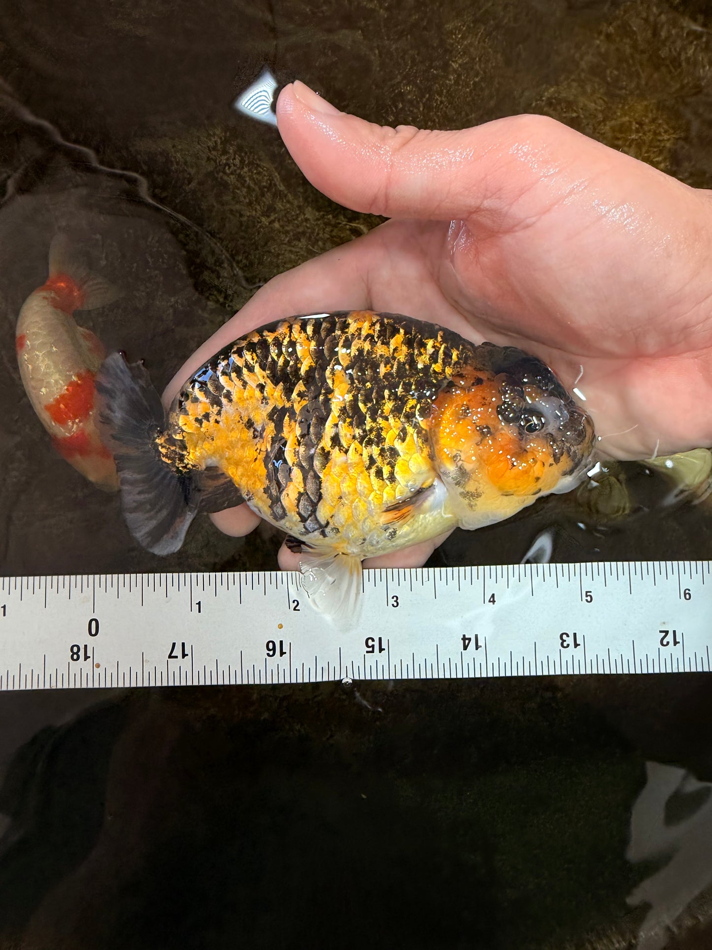 A Grade Tiger LionQueen 5 inches #101025LC_16