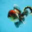 A Grade Kirin Oranda Female 6 inches #110725OR_03