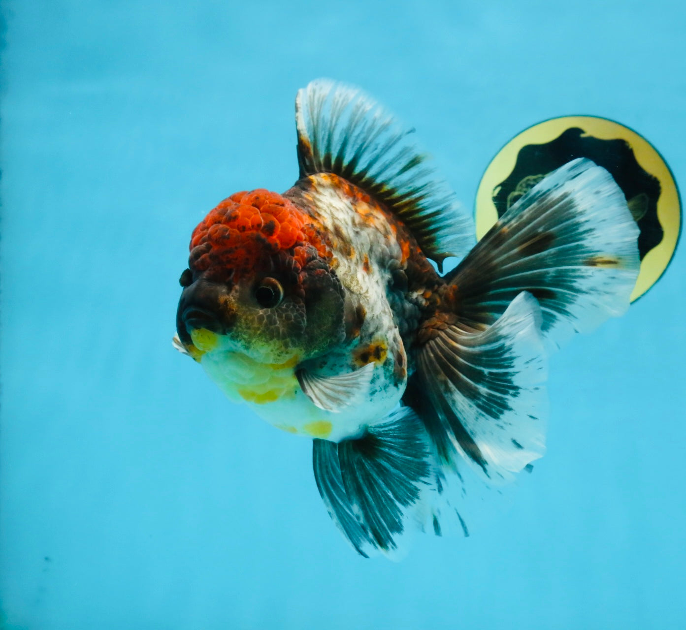 A Grade Kirin Oranda Female 6 inches #110725OR_03