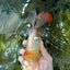 Red White Oranda Female 5.5-6 inches #052325OR_05