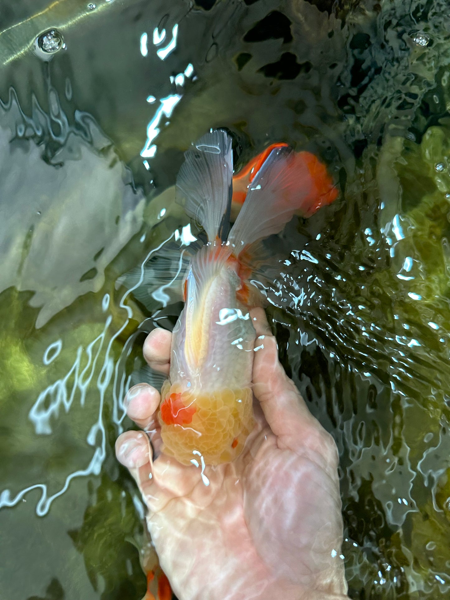 Red White Oranda Female 5.5-6 inches #052325OR_05