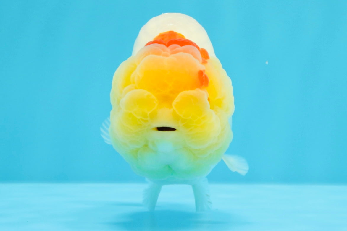 A Grade Red White LionQueen 4.5 inches #022026LC_15