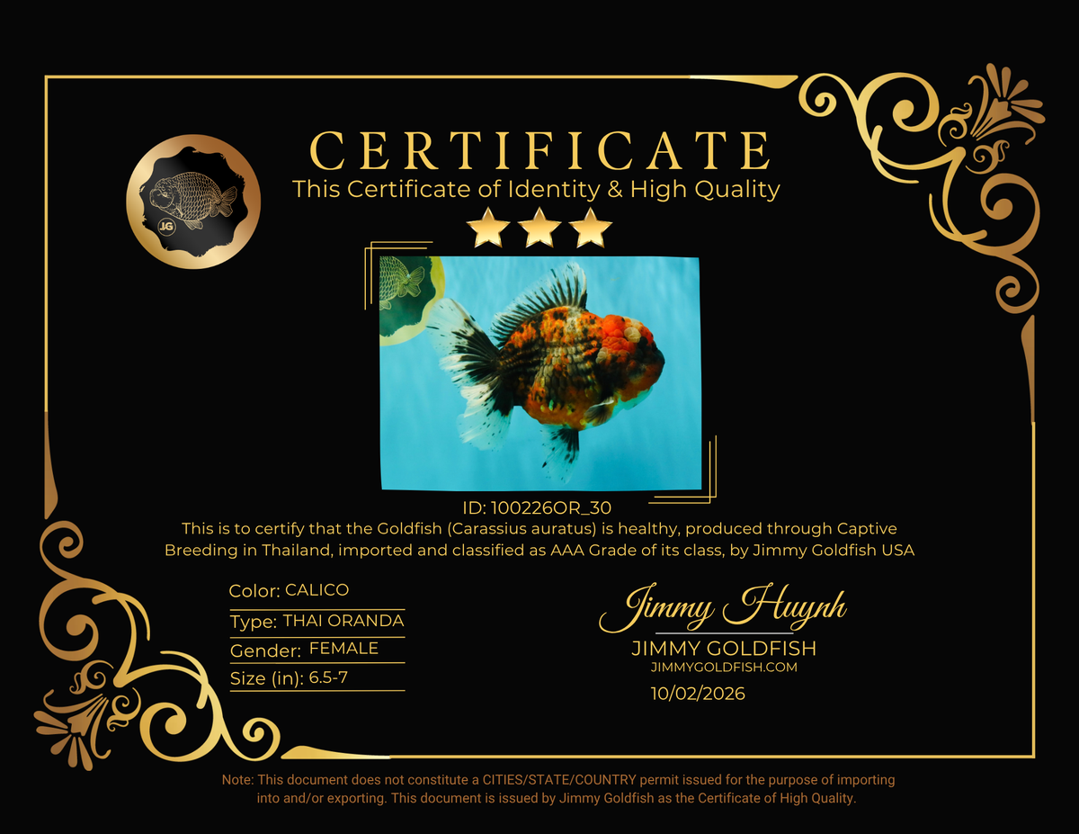 AAA Grade Calico Oranda Female 6.5-7 inches #100226OR_30