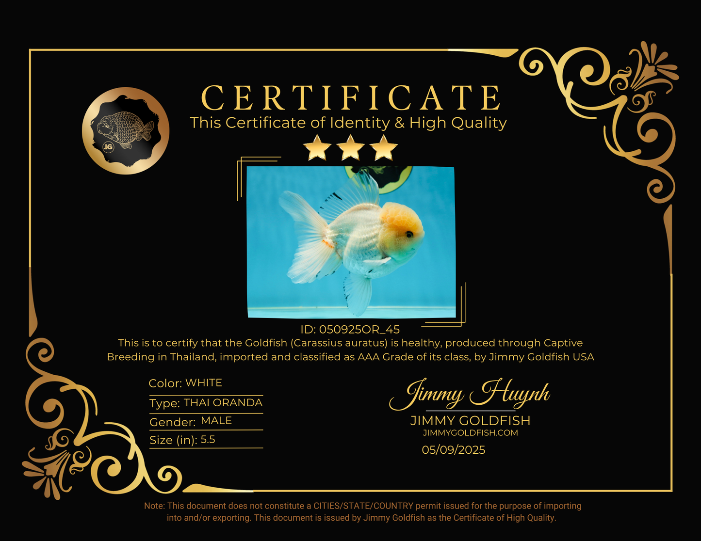 AAA Grade White Oranda Male 5.5 inches #050925OR_45