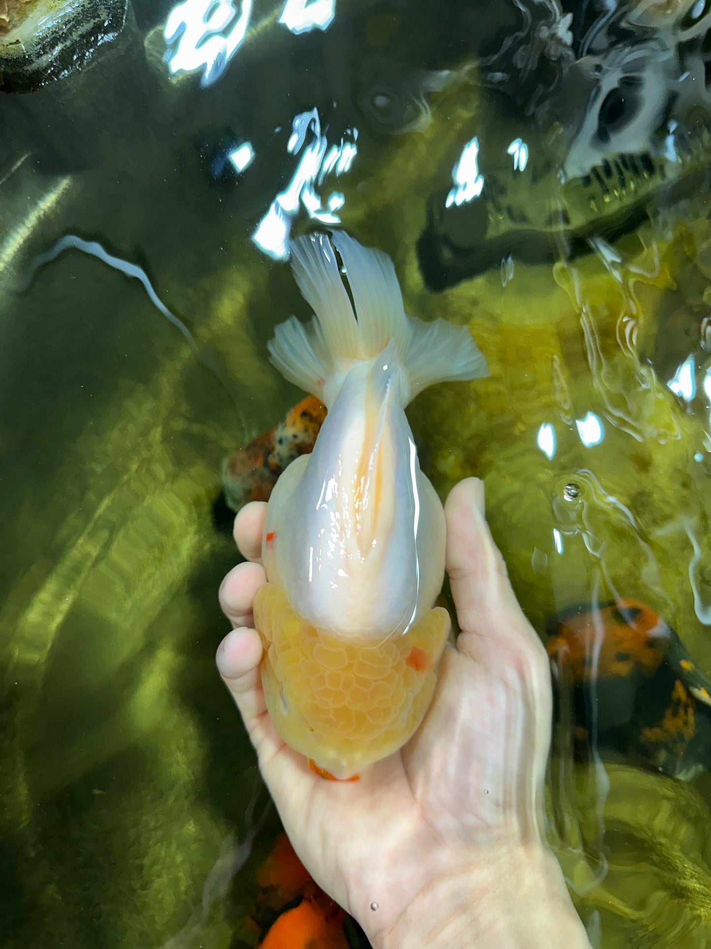 SHOW GRADE Godzilla Sakura Yuanbao Male 6 inches #050925YB_24