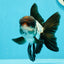 AAA Grade Tricolor Oranda Male 5 inches #0517OR_06