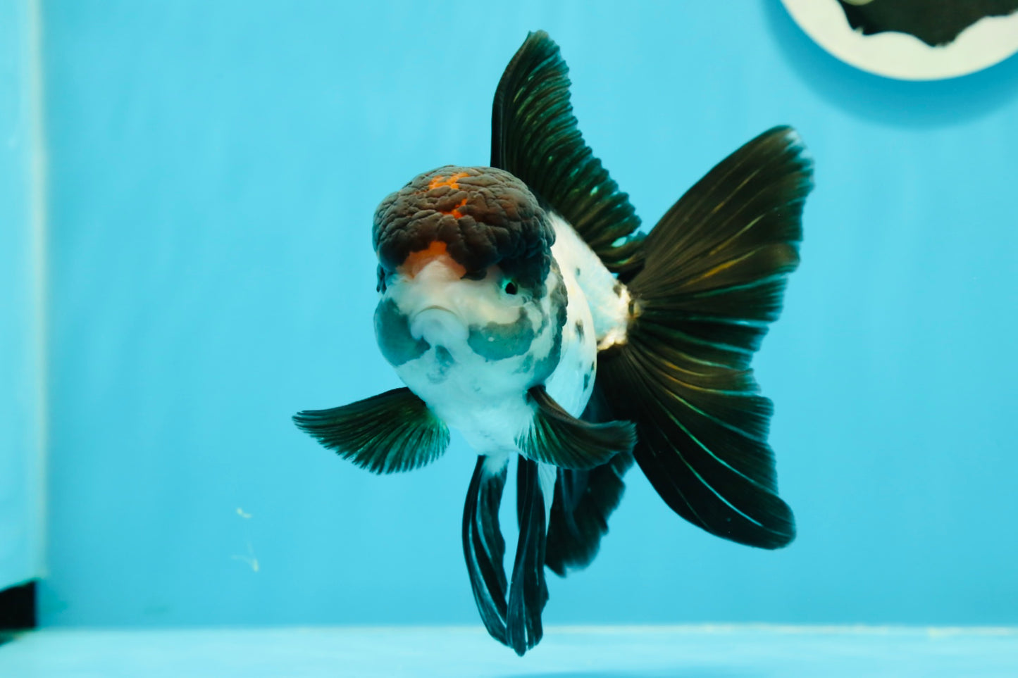 Oranda macho tricolor de grado AAA de 5 pulgadas n.° 0517OR_06