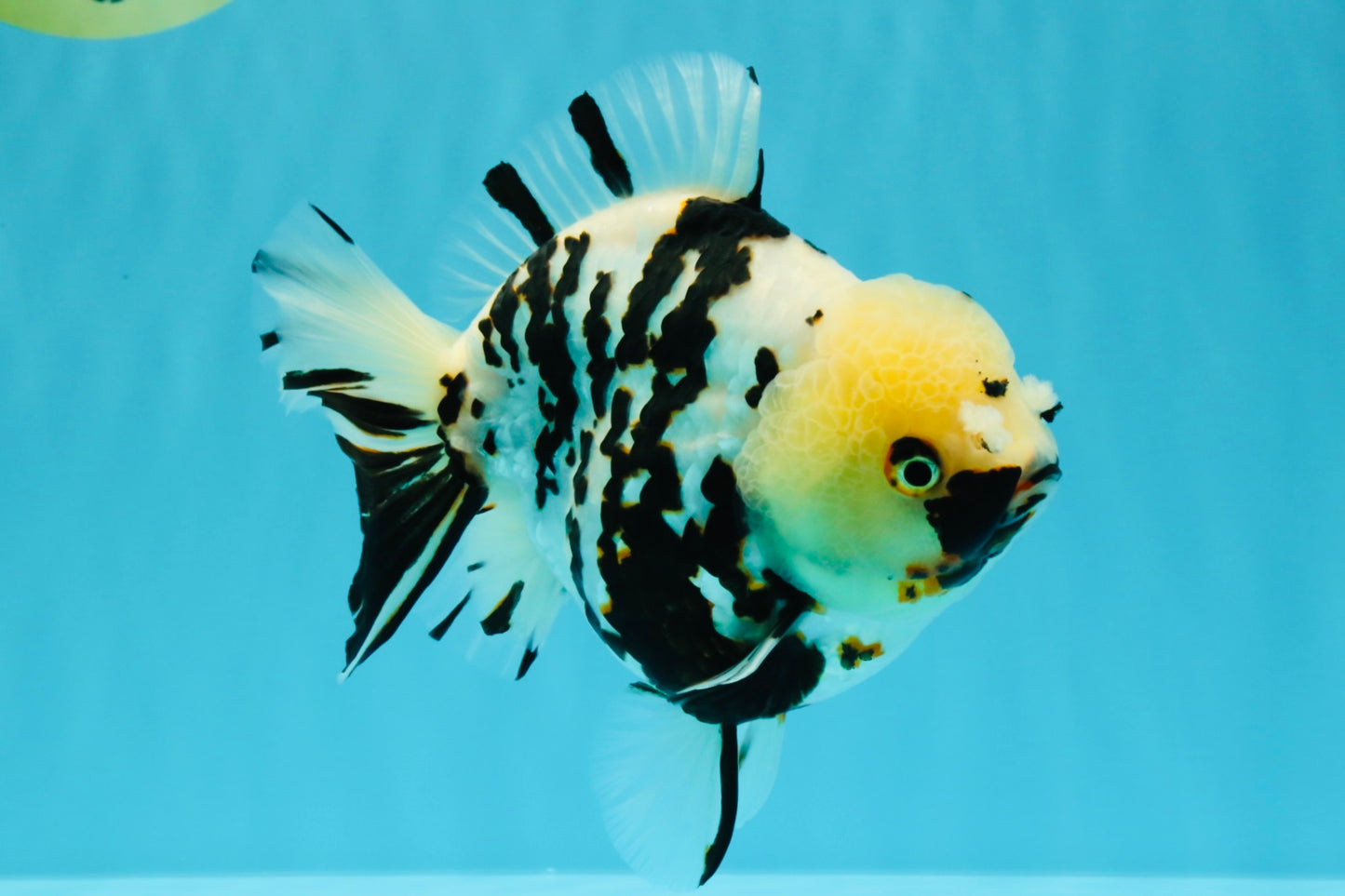 A Grade Special White Tiger Yuanbao Female 6 inches #022726YB_08