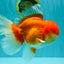 AAA Grade Super Red White Oranda Male 7.5-8 inches #061926OR_03
