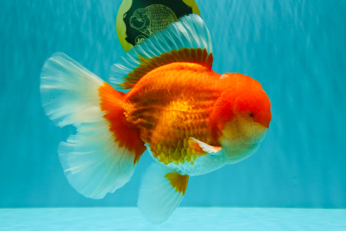 AAA Grade Super Red White Oranda Male 7.5-8 inches #061926OR_03