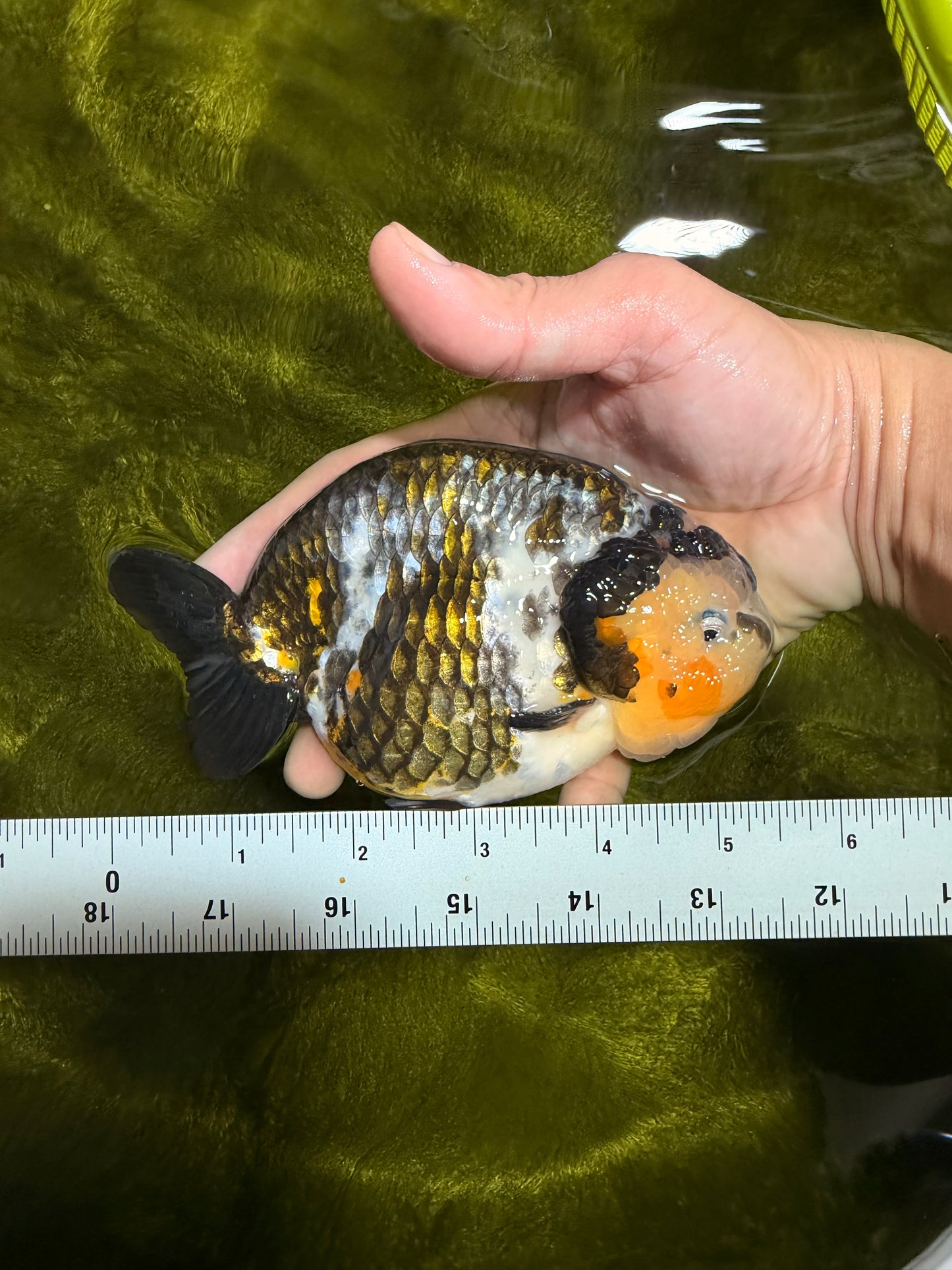 A Grade Ink Chinese Ranchu Male 5.5 inches #022026RC_19