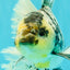 AAA Grade Long Tail White Marble Oranda Male 6.5-7 inches #062626OR_29