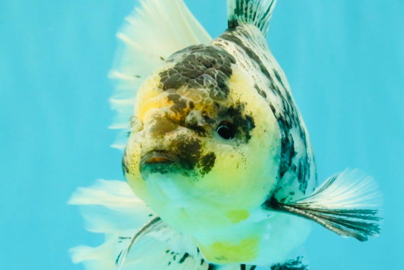 AAA Grade Long Tail White Marble Oranda Male 6.5-7 inches #062626OR_29