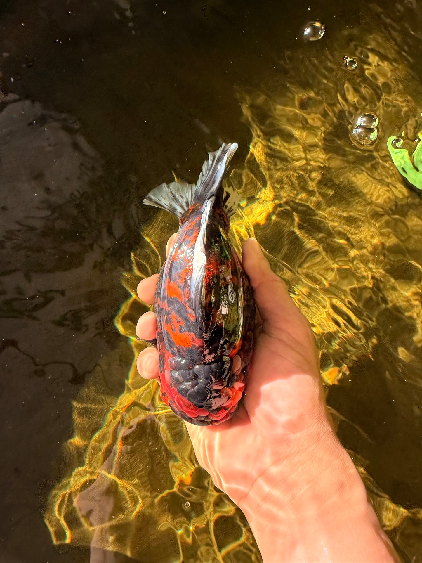 AAA Grade Godzilla Tiger Yuanbao Male 5.5-6 inches #032026YB_21