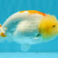 ADORABLE Orange White LionChu Female 4.5 inches #041026LC_18