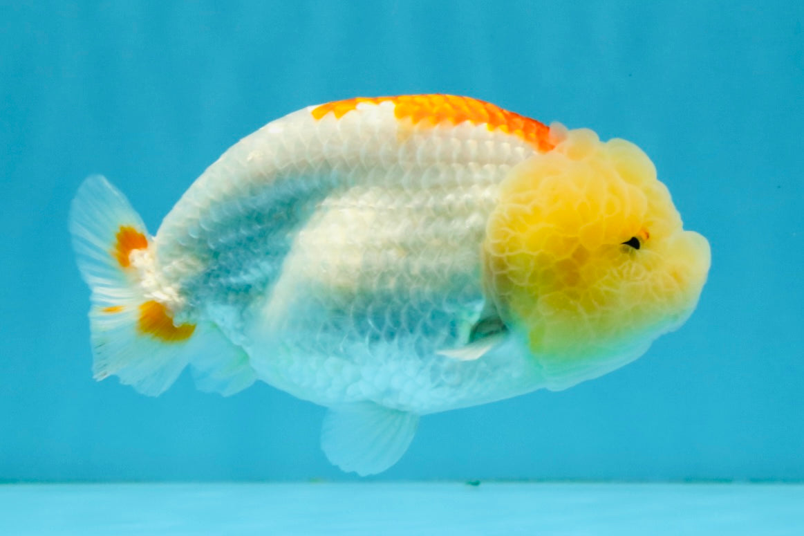 ADORABLE Orange White LionChu Female 4.5 inches #041026LC_18