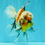 Calico Oranda Male 6.5 inches #072426OR_22