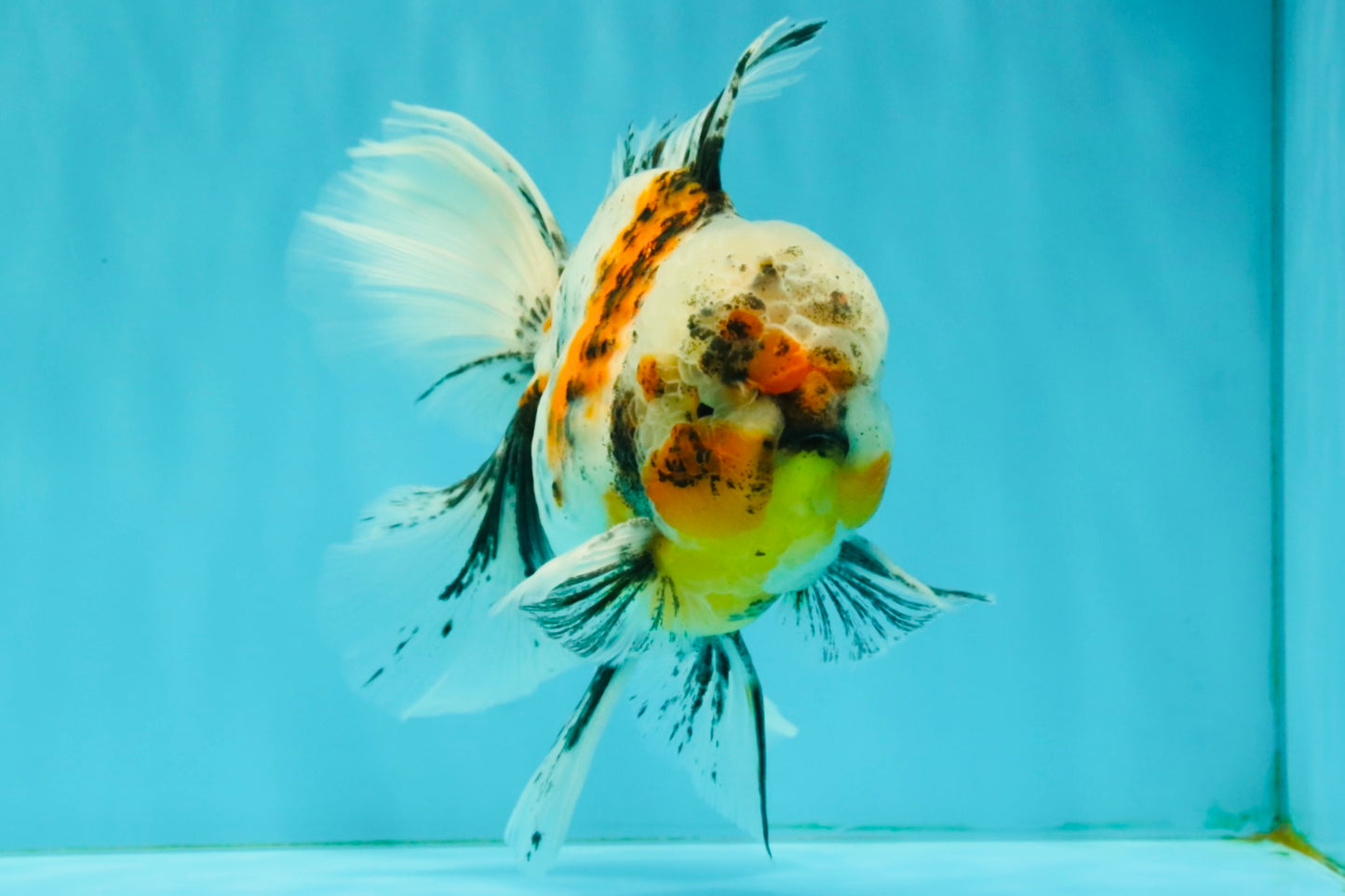 Calico Oranda Male 6.5 inches #072426OR_22