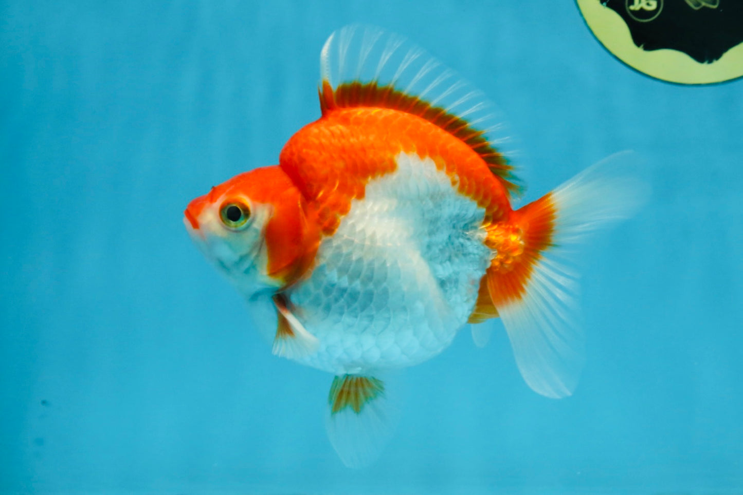 A Grade Red White Ryukin Female 4.5 inches #111425RK_10