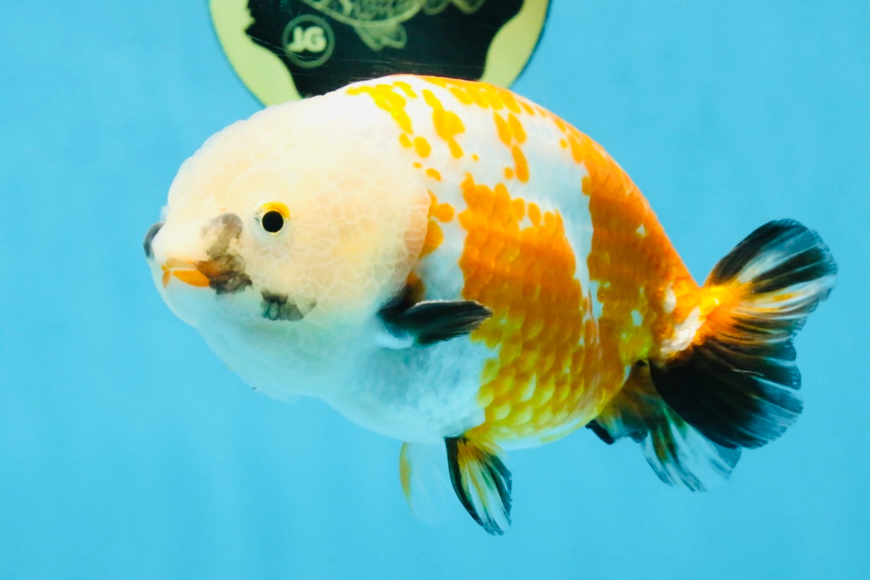 A Grade Tricolor LionKing 5-5.5 inches #112125LC_01