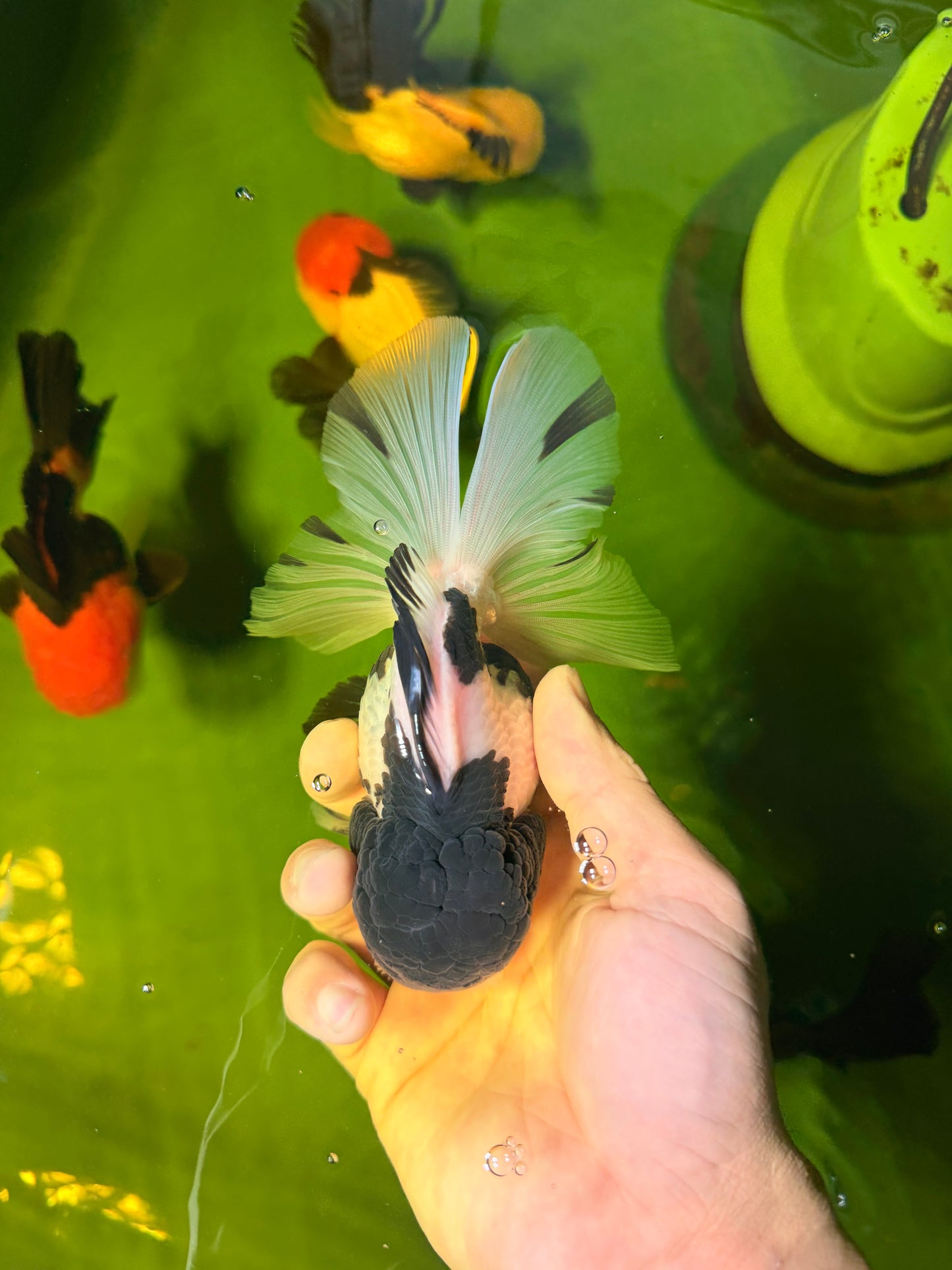 BATMAN Panda Oranda Female 5.5 inches #041026OR_09