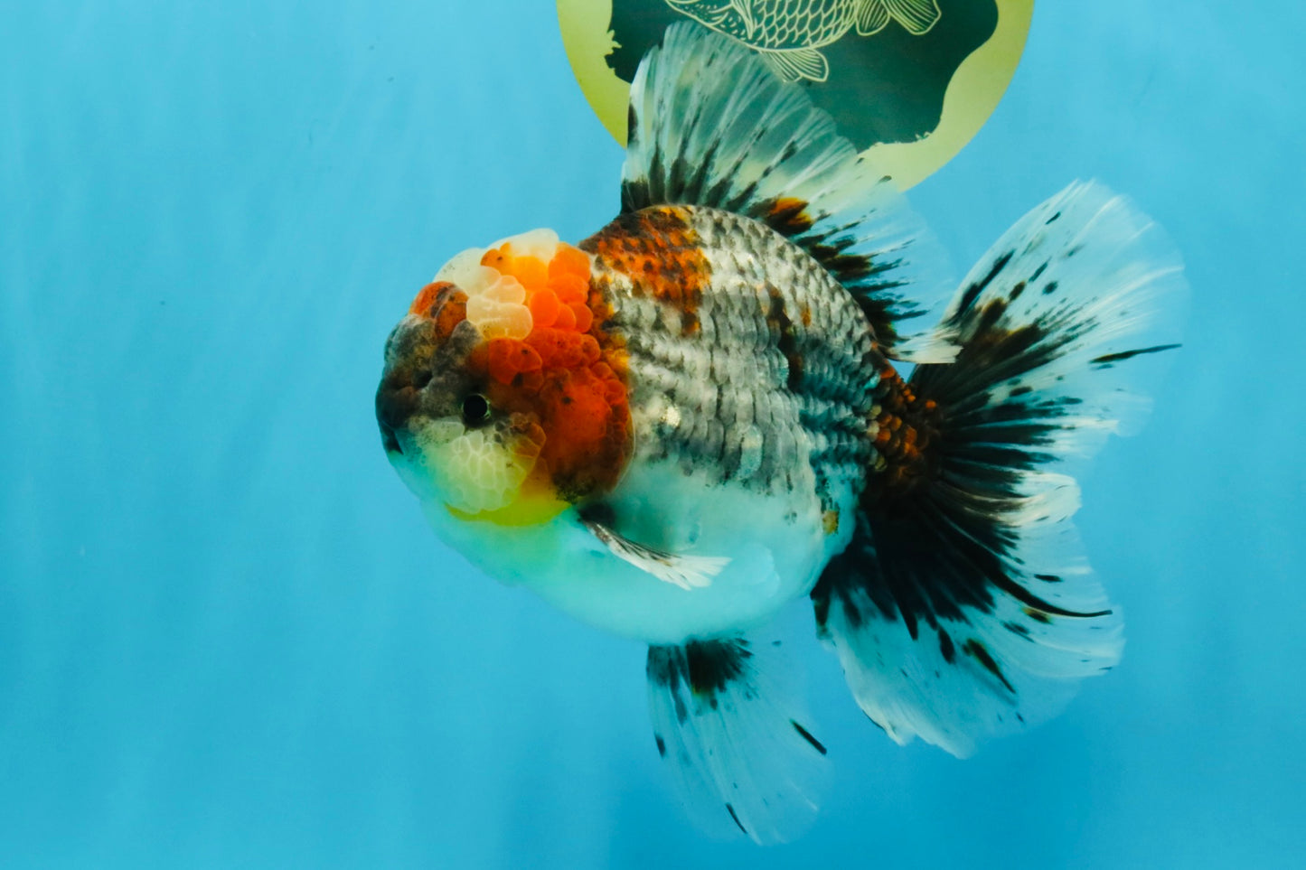 BULLDOG AAA Grade Calico Kirin Oranda Male 6.5 inches #040326OR_20