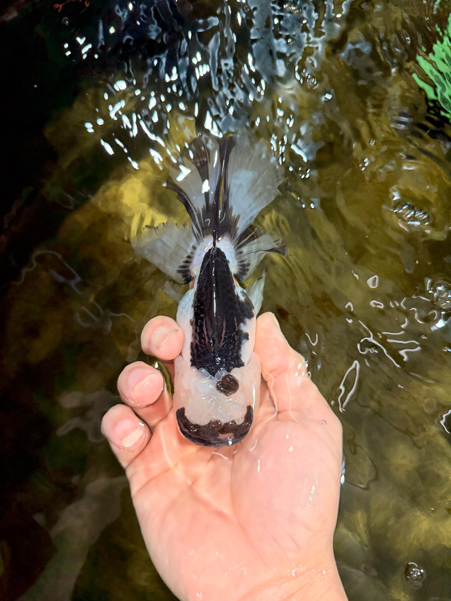Panda Oranda Male 5-5.5 inches #112125OR_21