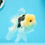 Panda Oranda mâle à tête de citron de catégorie A, 4,5 pouces #0503OR_09