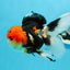 Tricolor Oranda Female 4.5-5 inches #0503OR_05