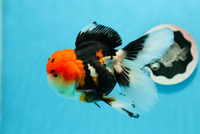 Oranda tricolor hembra de 4,5 a 5 pulgadas #0503OR_05