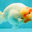 CHUBBY Red White Buffalo Ranchu Female 6 inch #092526RC_20