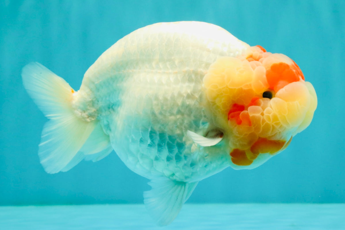 CHUBBY Red White Buffalo Ranchu Female 6 inch #092526RC_20