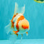 A Grade Kohaku Red White Oranda Male 6 inches #101626OR_11