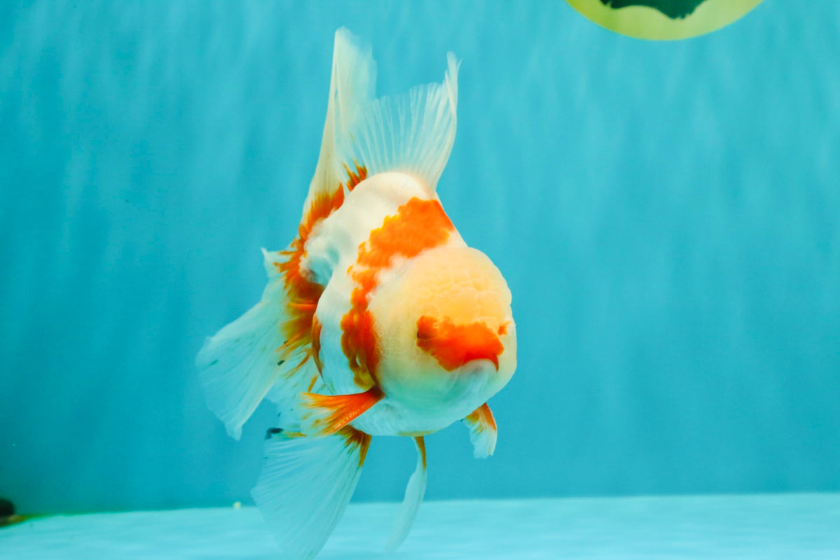 A Grade Kohaku Red White Oranda Male 6 inches #101626OR_11