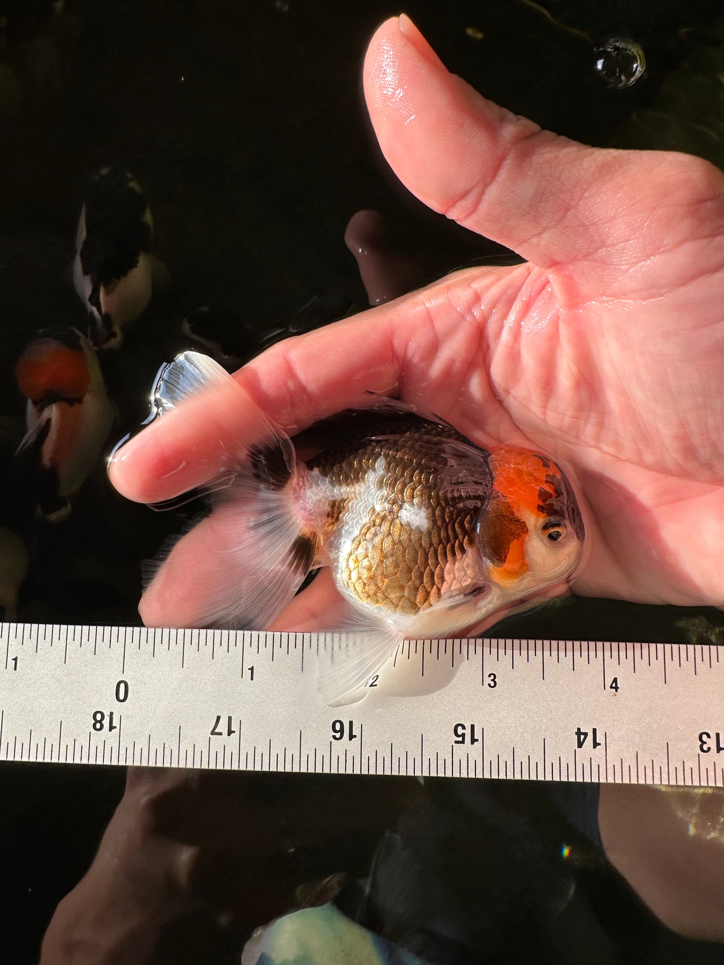 Tricolor Oranda Male 3.5-4 inches #102524OR_20