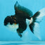 CHONKY Panda Oranda Male 5.5 inches #091225OR_24