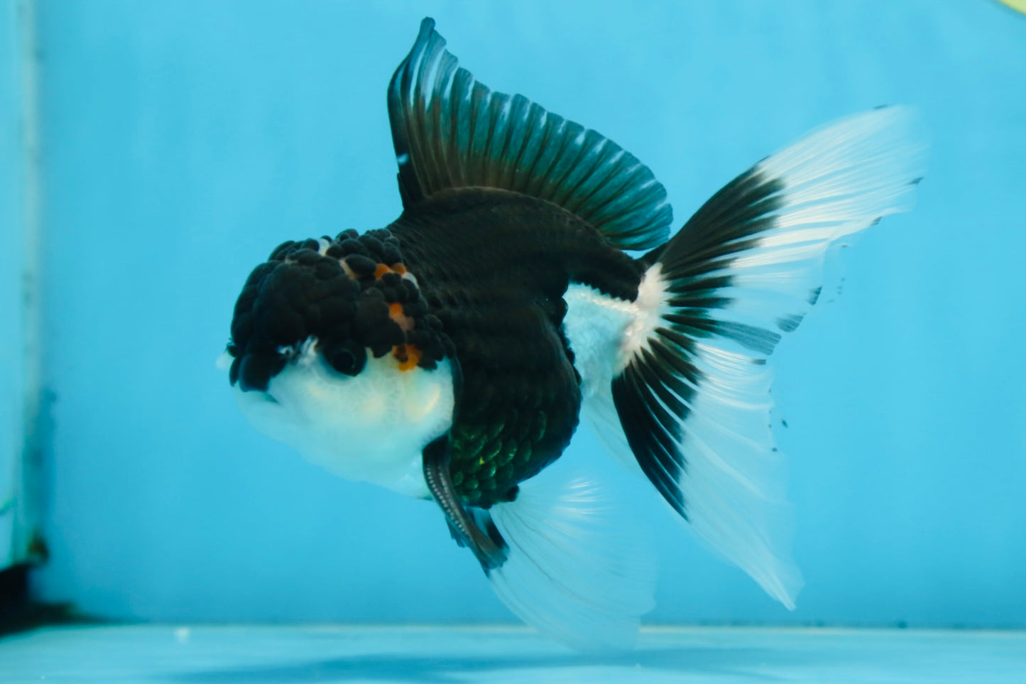 CHONKY Panda Oranda Male 5.5 inches #091225OR_24