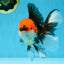 A Grade Tricolor Oranda Male 5.5 inches #081525OR_26