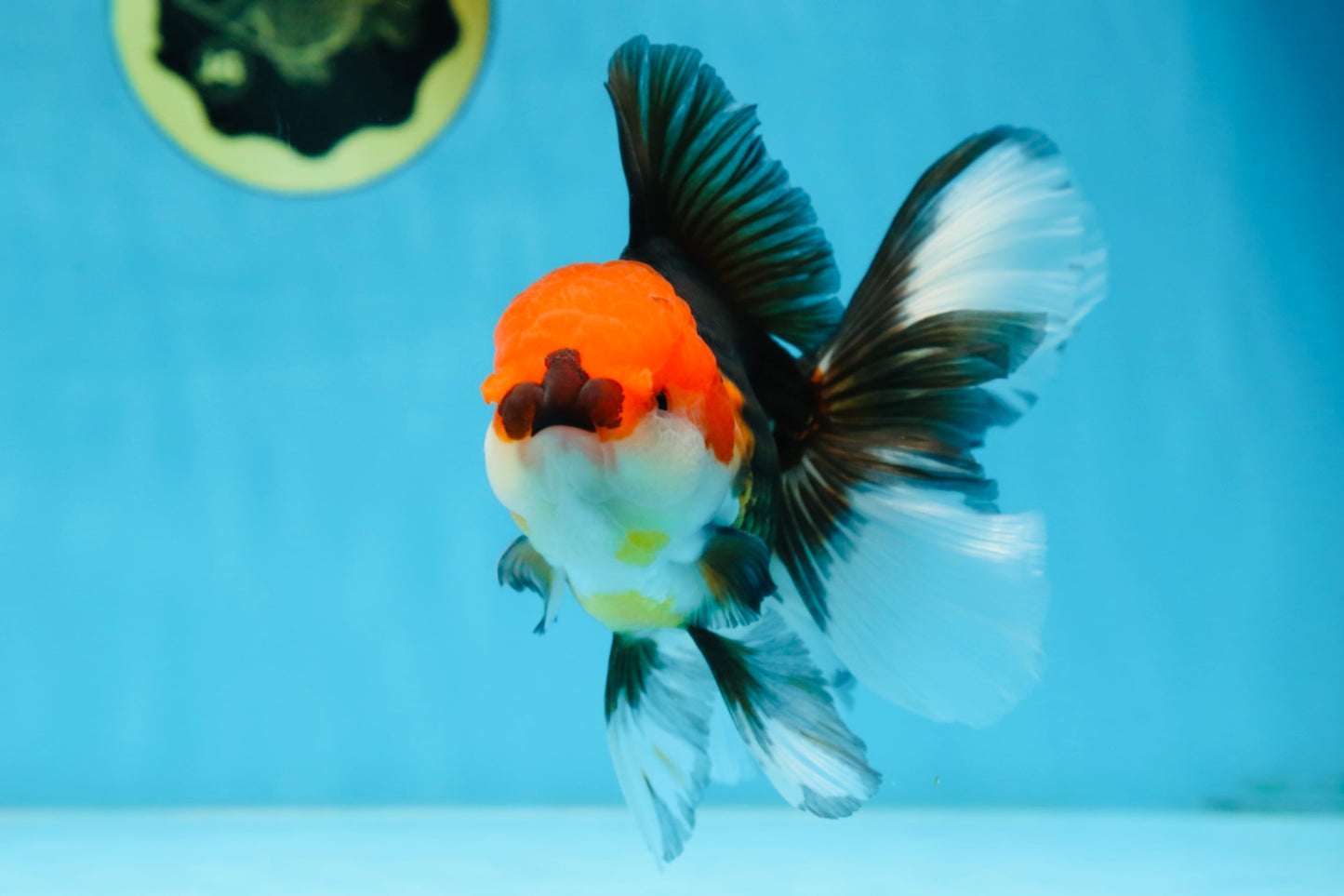 A Grade Tricolor Oranda Male 5.5 inches #081525OR_26