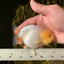 Lemonhead Lionchu Male 4 inches #0329LC_11