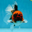 A Grade SPECIAL Tricolor Oranda Male 5  inches #051625OR_27