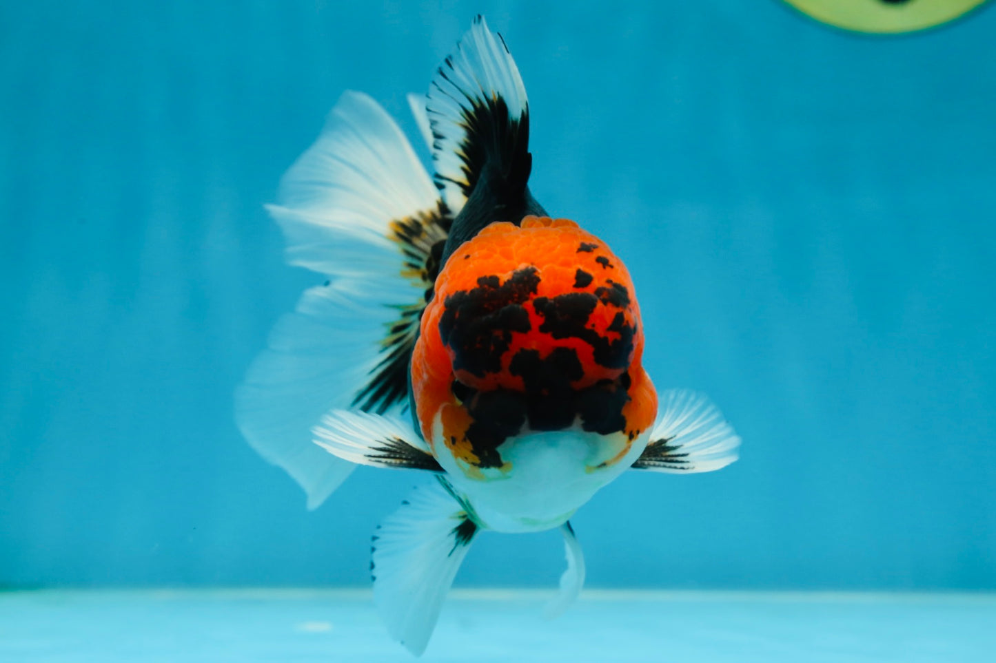 A Grade SPECIAL Tricolor Oranda Male 5  inches #051625OR_27