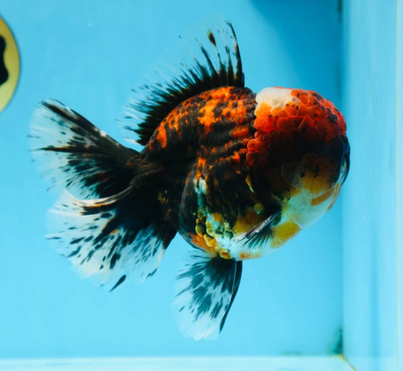 AAA Grade Godzilla Tiger Oranda Male 6 inches #080125OR_07
