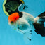 A Grade Red Head Tricolor Oranda Male 4.5 inches #053025OR_19