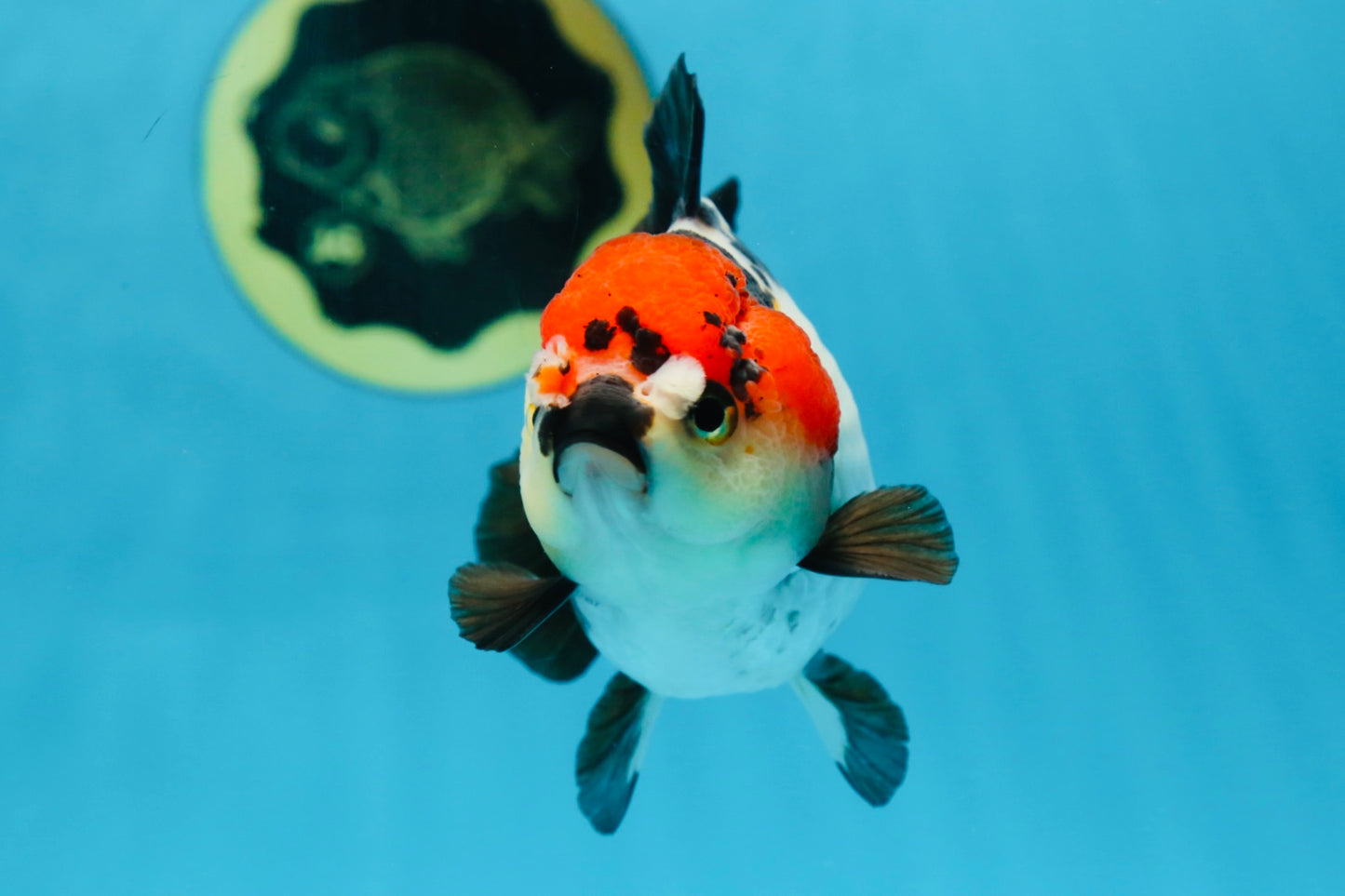 Pompom Tricolor Yuanbao Female 4.5 inches #072525YB_05