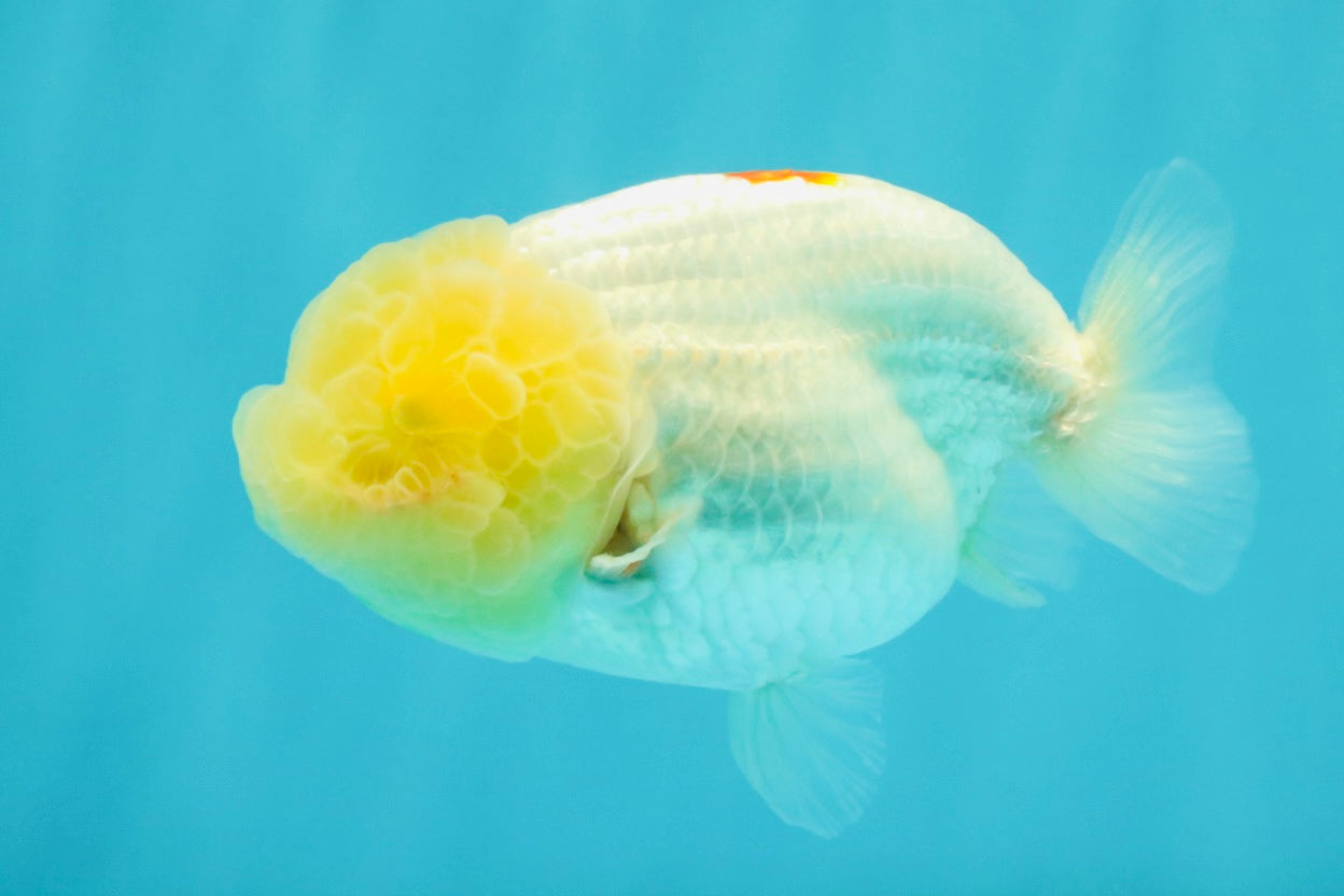 Red White Lionchu Female 4-4.5 inches #042426LC_15